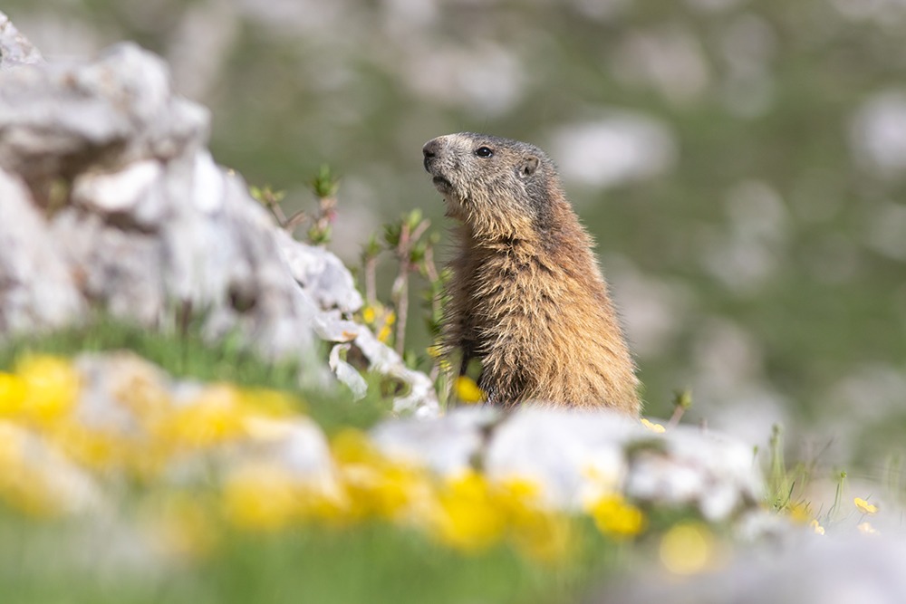 Marmotte