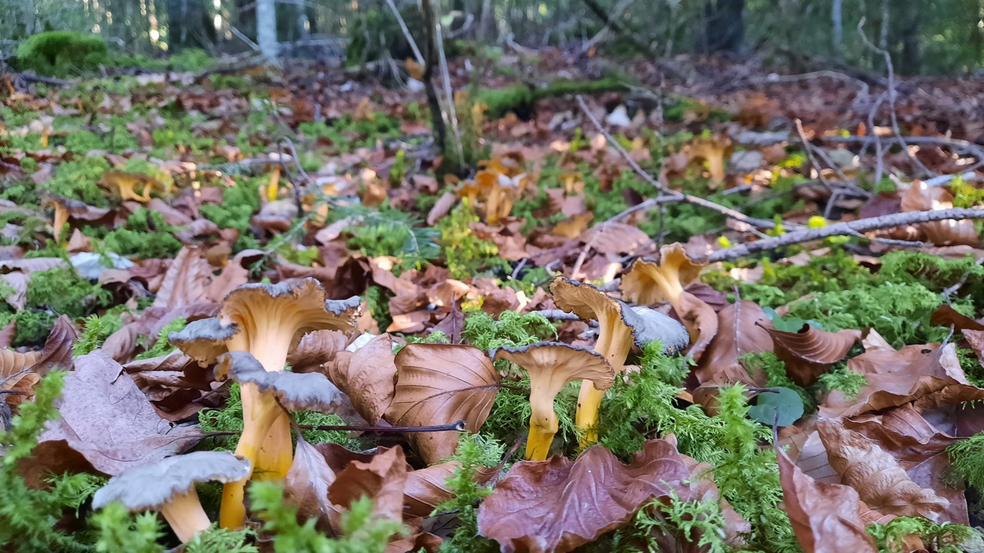 En Nature Simon.e_Mens