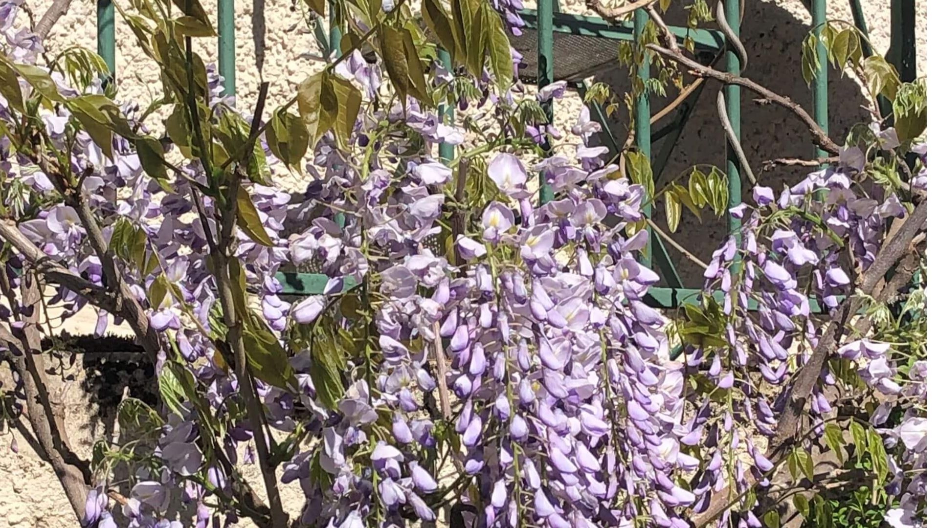 Glycine sur le balcon