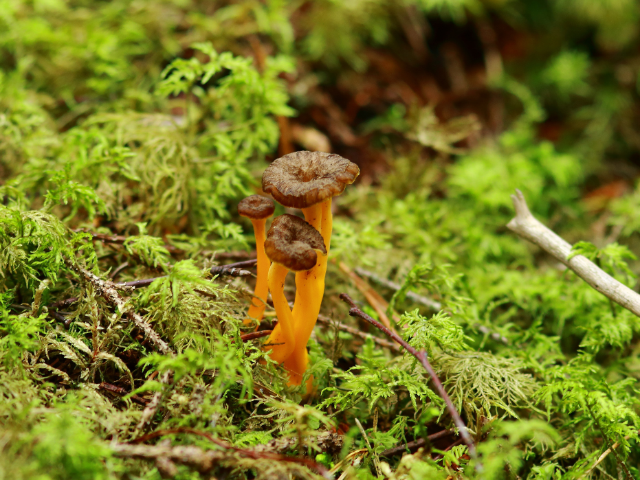 photo de chanterelles en tube dans la forêt